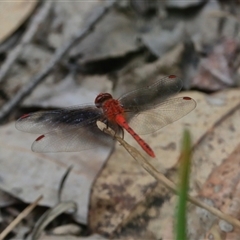 Diplacodes bipunctata (Wandering Percher) at Gibberagee, NSW - 3 Jan 2017 by Bungybird