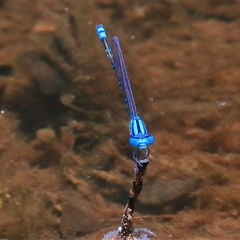 Pseudagrion microcephalum (Blue Riverdamsel) at Gibberagee, NSW - 3 Jan 2017 by Bungybird