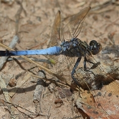 Orthetrum caledonicum (Blue Skimmer) at Gibberagee, NSW - 3 Jan 2017 by Bungybird