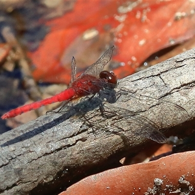 Nannodiplax rubra (Pygmy Percher) at Gibberagee, NSW - 4 Jan 2017 by Bungybird