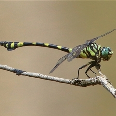 Ictinogomphus australis (Australian Tiger) at Gibberagee, NSW - 4 Jan 2017 by Bungybird