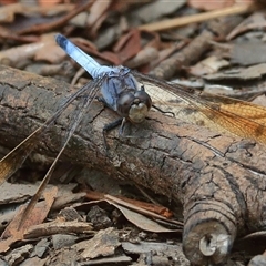 Orthetrum caledonicum (Blue Skimmer) at Gibberagee, NSW - 5 Jan 2017 by Bungybird