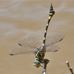 Ictinogomphus australis (Australian Tiger) at Gibberagee, NSW - 11 Jan 2017 by Bungybird