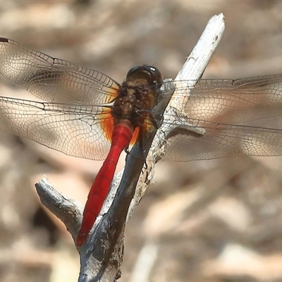 Orthetrum villosovittatum (Fiery Skimmer) at Gibberagee, NSW - 11 Jan 2017 by Bungybird