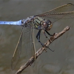 Orthetrum caledonicum (Blue Skimmer) at Gibberagee, NSW - 6 Feb 2017 by Bungybird