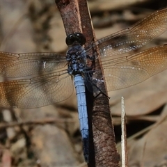 Orthetrum caledonicum (Blue Skimmer) at Gibberagee, NSW - 6 Feb 2017 by Bungybird