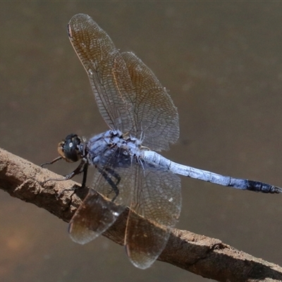 Orthetrum caledonicum (Blue Skimmer) at Gibberagee, NSW - 6 Feb 2017 by Bungybird