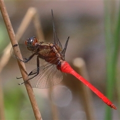 Orthetrum villosovittatum (Fiery Skimmer) at Gibberagee, NSW - 6 Feb 2017 by Bungybird