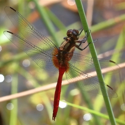 Orthetrum villosovittatum (Fiery Skimmer) at Gibberagee, NSW - 6 Feb 2017 by Bungybird