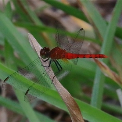 Nannodiplax rubra (Pygmy Percher) at Gibberagee, NSW - 6 Feb 2017 by Bungybird