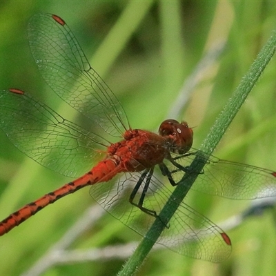 Diplacodes bipunctata (Wandering Percher) at Gibberagee, NSW - 21 Dec 2017 by Bungybird