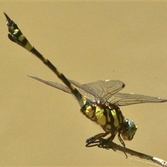 Ictinogomphus australis (Australian Tiger) at Gibberagee, NSW - 21 Dec 2017 by Bungybird