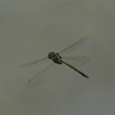 Hemicordulia australiae (Australian Emerald) at Gibberagee, NSW - 21 Dec 2017 by Bungybird