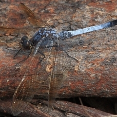 Orthetrum caledonicum (Blue Skimmer) at Gibberagee, NSW - 26 Mar 2009 by Bungybird