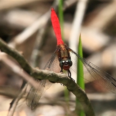 Orthetrum villosovittatum (Fiery Skimmer) at Gibberagee, NSW - 27 Mar 2009 by Bungybird