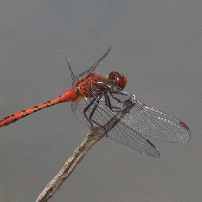 Diplacodes bipunctata (Wandering Percher) at Gibberagee, NSW - 10 Nov 2016 by Bungybird