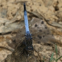 Orthetrum caledonicum (Blue Skimmer) at Gibberagee, NSW - 10 Nov 2016 by Bungybird