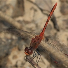 Diplacodes bipunctata (Wandering Percher) at Gibberagee, NSW - 9 Nov 2016 by Bungybird