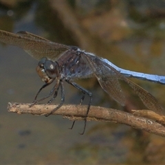 Orthetrum caledonicum (Blue Skimmer) at Gibberagee, NSW - 9 Nov 2016 by Bungybird