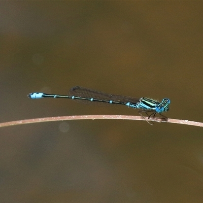 Austroagrion watsoni (Eastern Billabongfly) at Gibberagee, NSW - 3 Feb 2016 by Bungybird