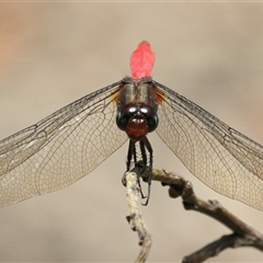 Orthetrum villosovittatum (Fiery Skimmer) at Gibberagee, NSW - 3 Feb 2016 by Bungybird