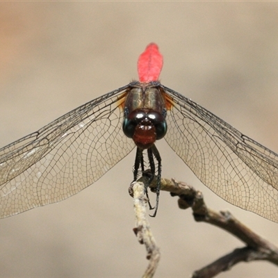 Orthetrum villosovittatum (Fiery Skimmer) at Gibberagee, NSW - 3 Feb 2016 by Bungybird