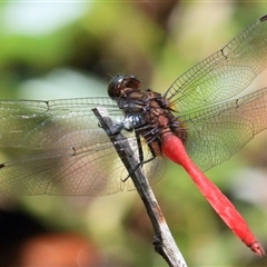 Orthetrum villosovittatum (Fiery Skimmer) at Gibberagee, NSW - 3 Feb 2016 by Bungybird