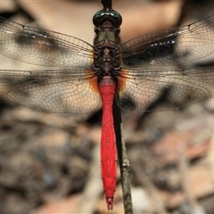 Orthetrum villosovittatum (Fiery Skimmer) at Gibberagee, NSW - 3 Feb 2016 by Bungybird