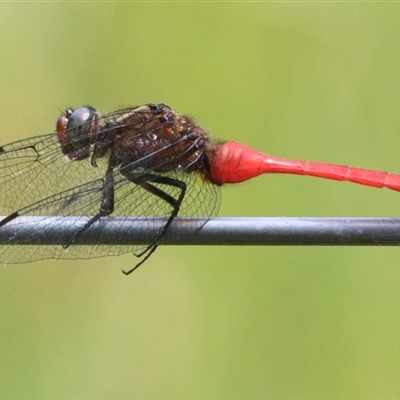 Orthetrum villosovittatum (Fiery Skimmer) at Gibberagee, NSW - 4 Feb 2016 by Bungybird