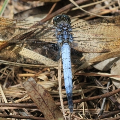 Orthetrum caledonicum (Blue Skimmer) at Gibberagee, NSW - 2 Feb 2016 by Bungybird