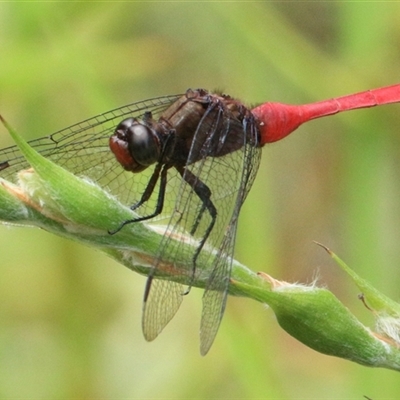 Orthetrum villosovittatum (Fiery Skimmer) at Gibberagee, NSW - 2 Feb 2016 by Bungybird