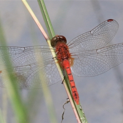 Diplacodes bipunctata (Wandering Percher) at Gibberagee, NSW - 2 Feb 2016 by Bungybird