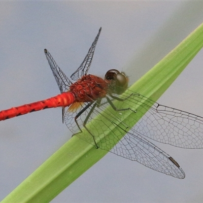 Nannodiplax rubra (Pygmy Percher) at Gibberagee, NSW - 2 Feb 2016 by Bungybird