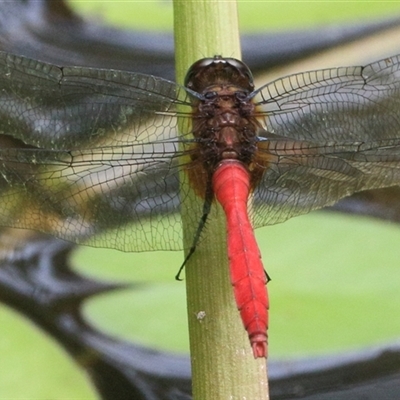 Orthetrum villosovittatum (Fiery Skimmer) at Gibberagee, NSW - 3 Feb 2016 by Bungybird