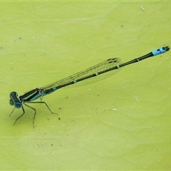 Austroagrion watsoni (Eastern Billabongfly) at Gibberagee, NSW - 2 Feb 2016 by Bungybird