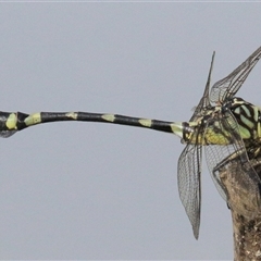 Ictinogomphus australis (Australian Tiger) at Gibberagee, NSW - 2 Feb 2016 by Bungybird