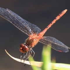 Diplacodes bipunctata (Wandering Percher) at Gibberagee, NSW - 2 Feb 2016 by Bungybird