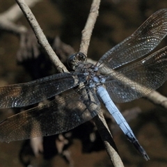 Orthetrum caledonicum (Blue Skimmer) at Gibberagee, NSW - 1 Feb 2016 by Bungybird