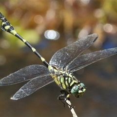 Ictinogomphus australis (Australian Tiger) at Gibberagee, NSW - 1 Feb 2016 by Bungybird