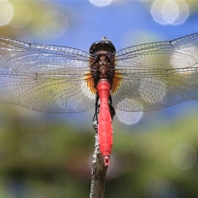 Orthetrum villosovittatum (Fiery Skimmer) at Gibberagee, NSW - 1 Feb 2016 by Bungybird