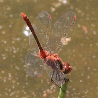 Diplacodes bipunctata (Wandering Percher) at Gibberagee, NSW - 1 Feb 2016 by Bungybird