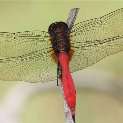 Orthetrum villosovittatum (Fiery Skimmer) at Gibberagee, NSW - 1 Feb 2016 by Bungybird