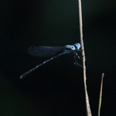 Austrolestes leda (Wandering Ringtail) at Gibberagee, NSW - 31 Jan 2016 by Bungybird