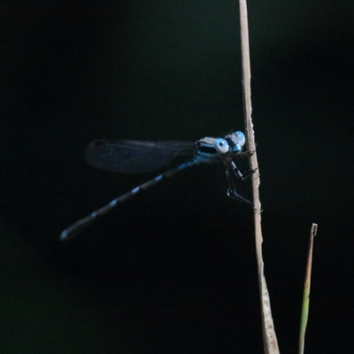 Austrolestes leda (Wandering Ringtail) at Gibberagee, NSW - 31 Jan 2016 by Bungybird