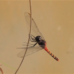 Diplacodes melanopsis (Black-faced Percher) at Gibberagee, NSW - 15 Sep 2009 by Bungybird