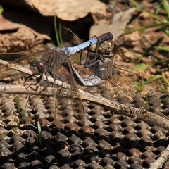 Orthetrum caledonicum (Blue Skimmer) at Gibberagee, NSW - 15 Sep 2009 by Bungybird