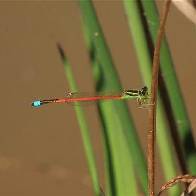 Ischnura aurora at Gibberagee, NSW - 15 Sep 2009 by Bungybird