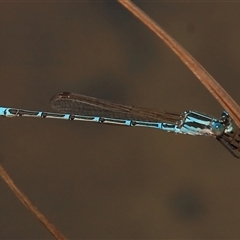 Austrolestes aridus at Gibberagee, NSW - 15 Sep 2009 by Bungybird