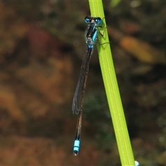 Ischnura heterosticta at Gibberagee, NSW - 8 Jan 2012 by Bungybird