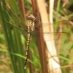 Orthetrum caledonicum (Blue Skimmer) at Gibberagee, NSW - 8 Jan 2012 by Bungybird